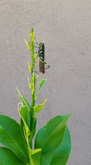 green and brown grasshopper thumbnail