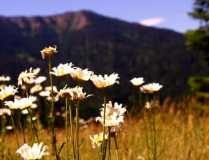 white flowers and grass field thumbnail