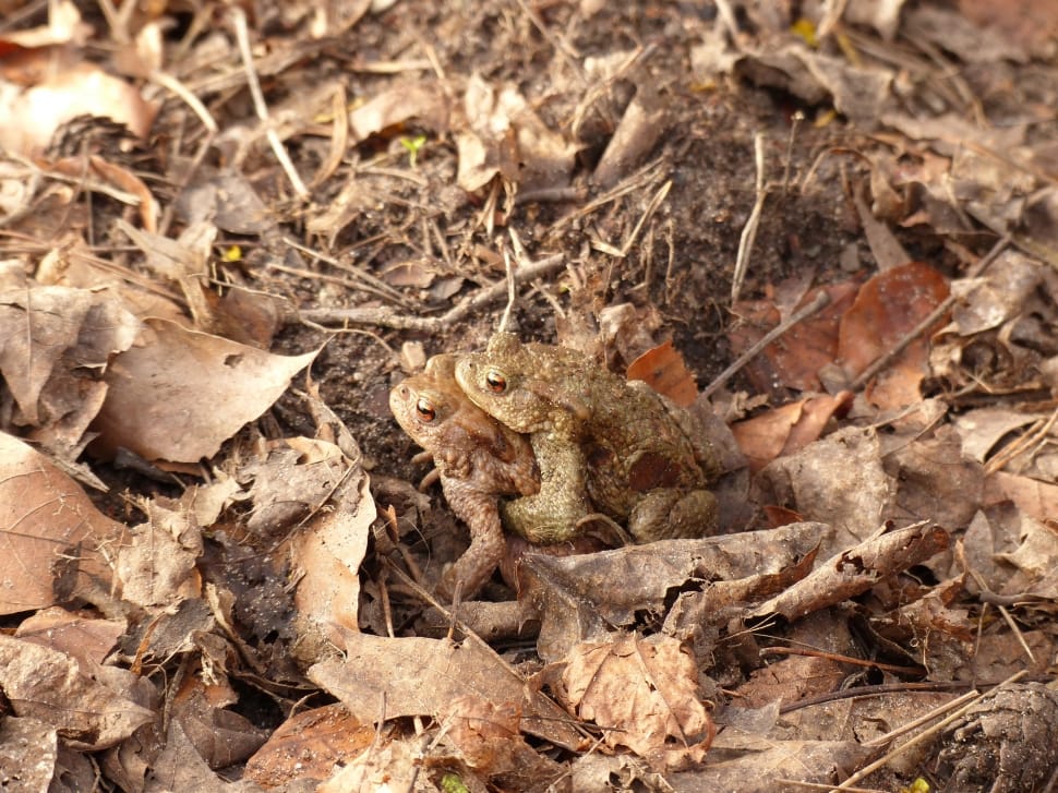 two gray toad on ground during daytime preview