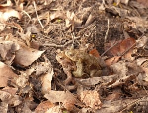 two gray toad on ground during daytime thumbnail