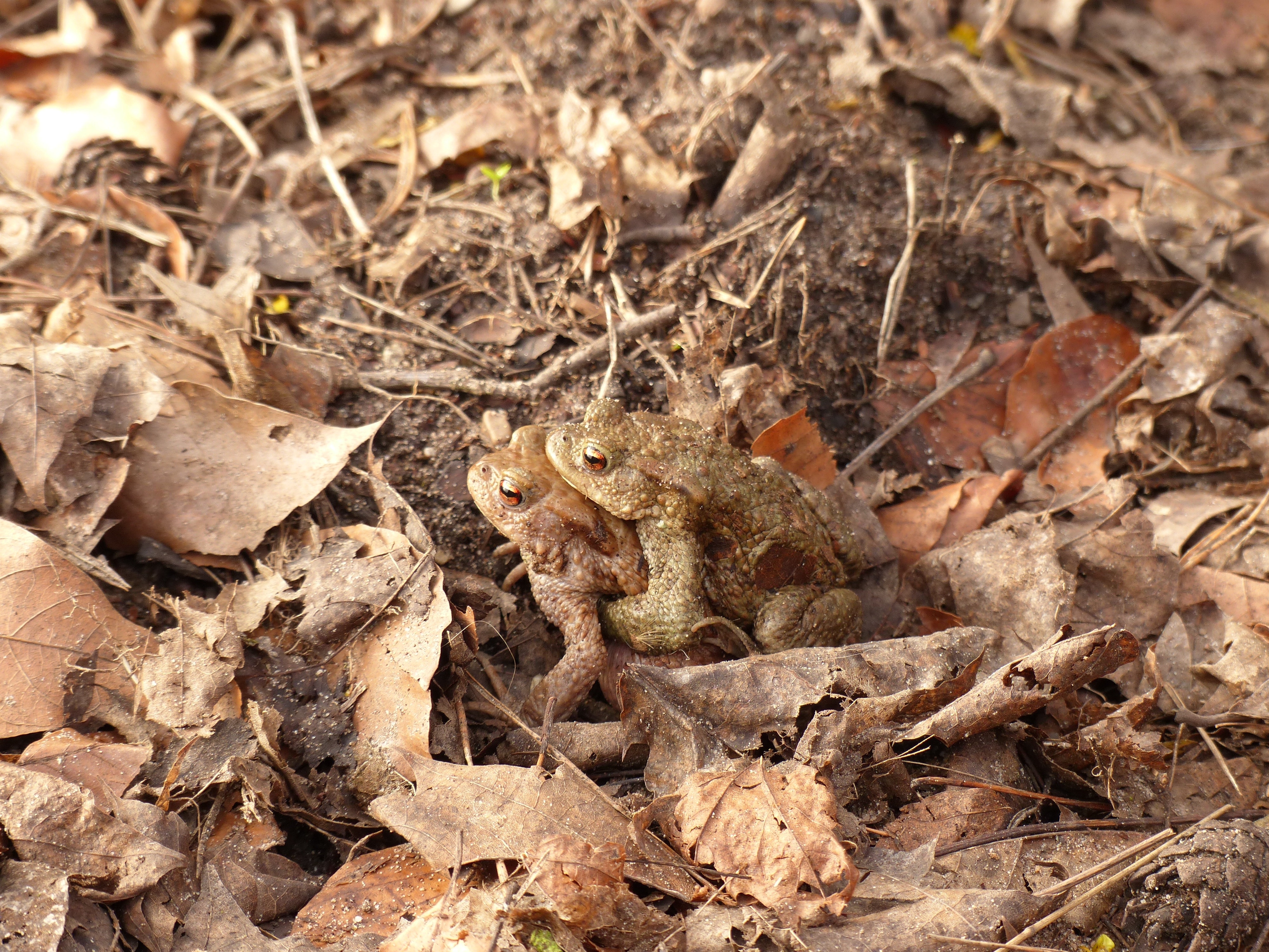 two gray toad on ground during daytime