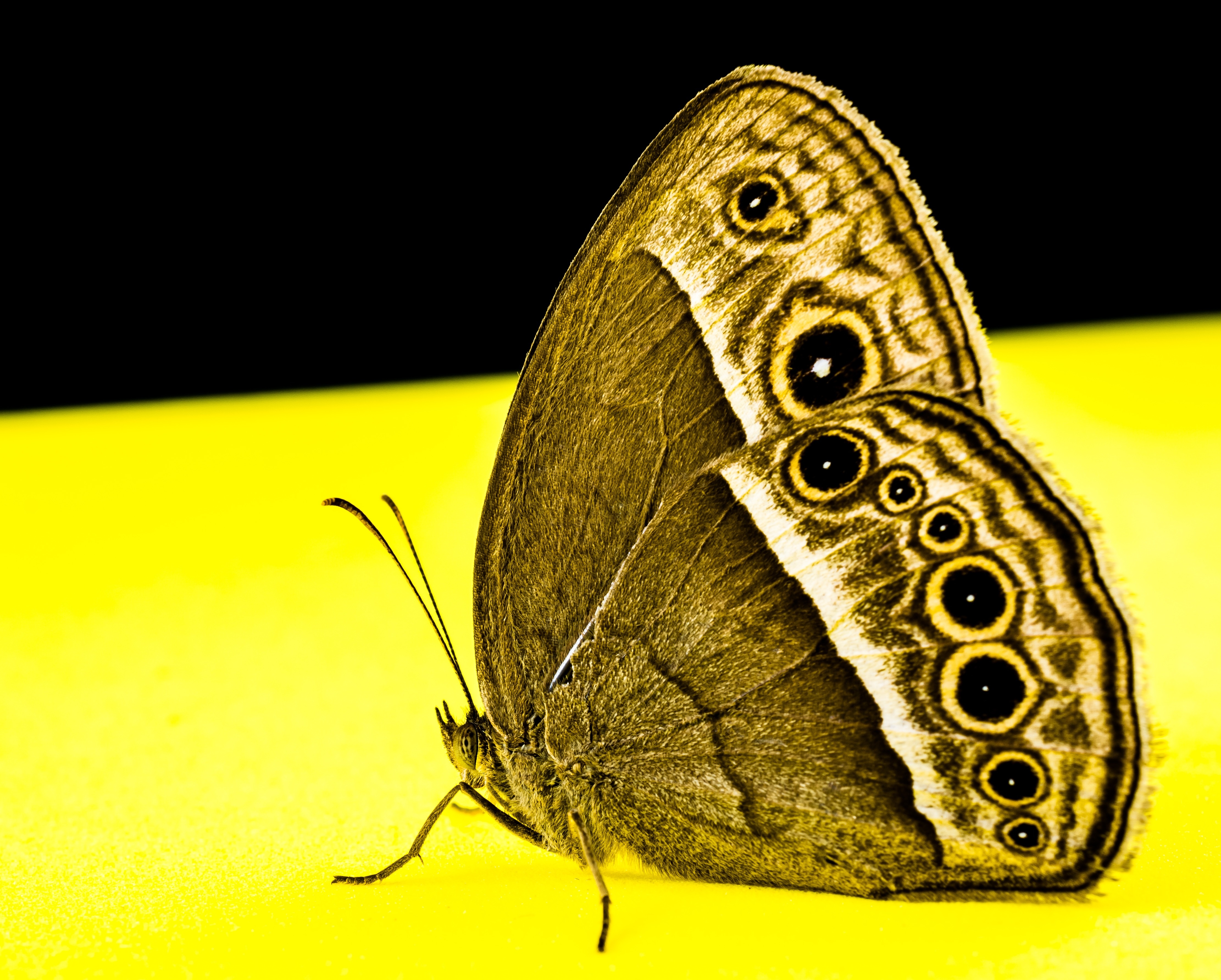 morpho butterfly underwing