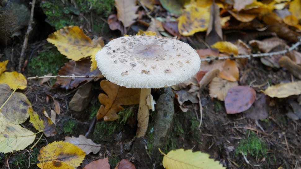 mushroom surrounded by dried leaves on ground preview