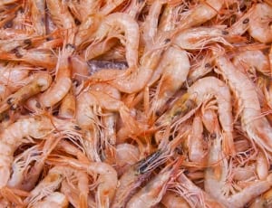 orange shrimp lot thumbnail