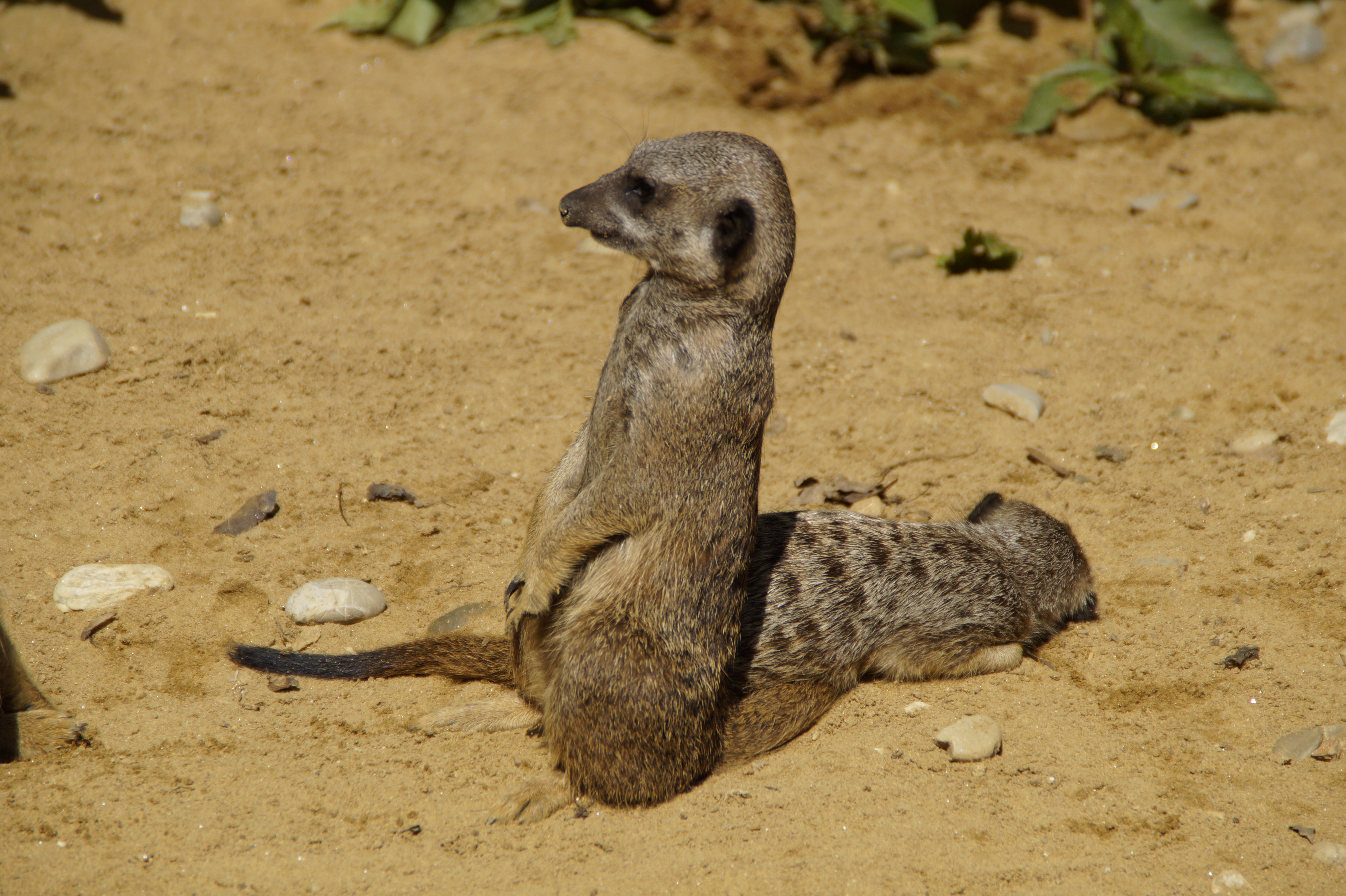grey meerkat
