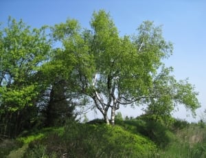 photo of green trees and green grass thumbnail