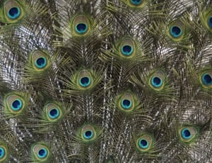green blue and yellow peafowl thumbnail