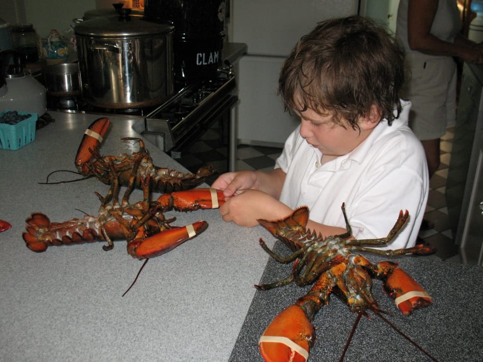 3 orange lobsters preview