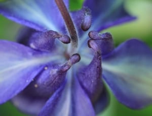 blue and white petal flower thumbnail