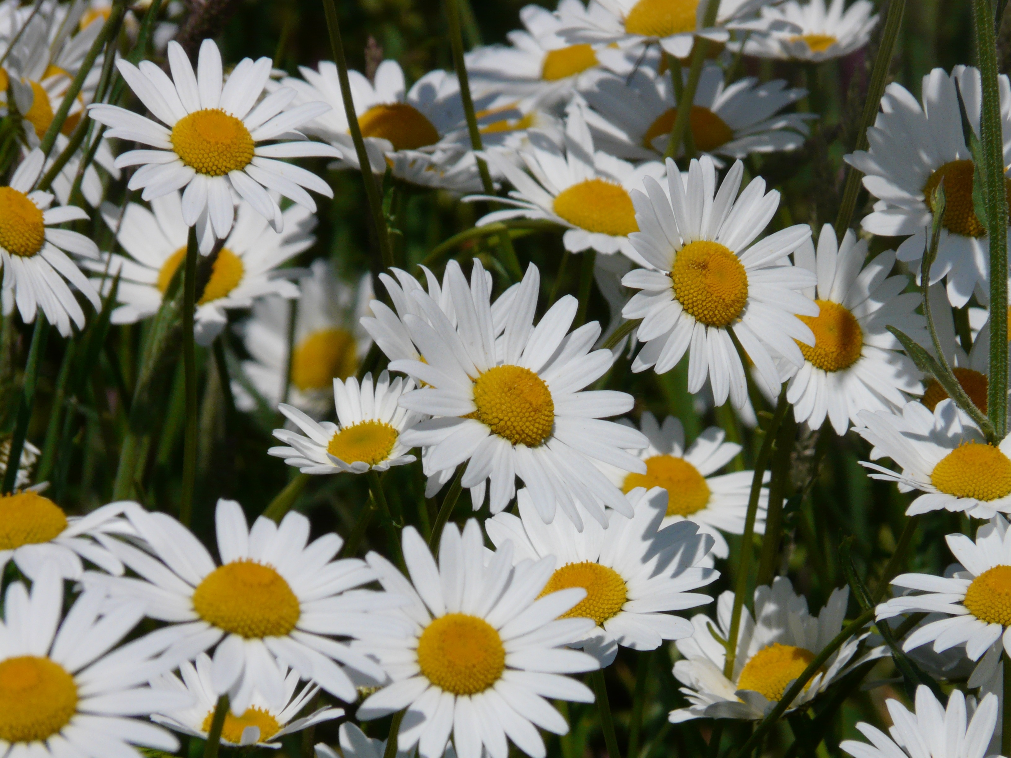 white and yellow petaled flower plant