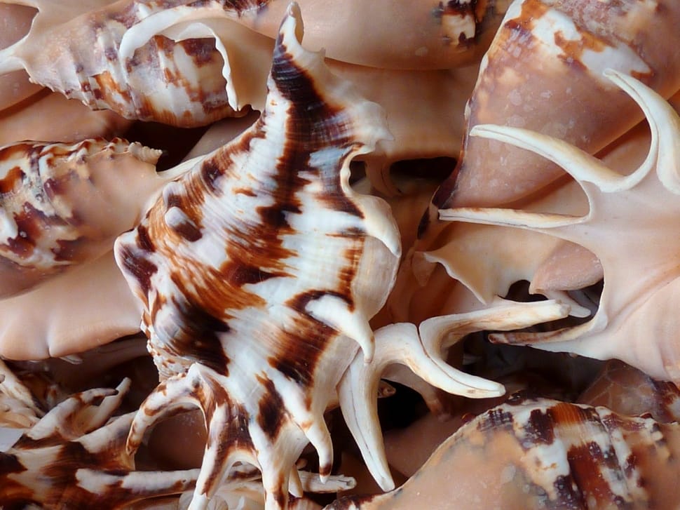 brown conch shell lot preview