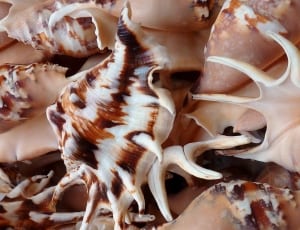 brown conch shell lot thumbnail