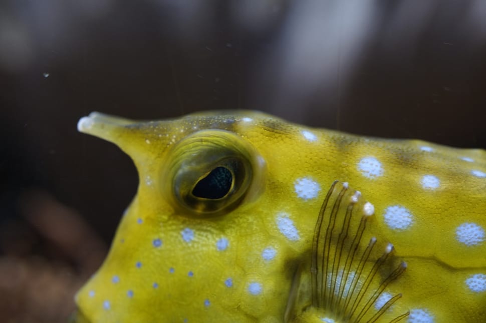 Boxfish, Close, Underwater, Swim, Fish, one animal, animal themes preview