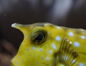 Boxfish, Close, Underwater, Swim, Fish, one animal, animal themes thumbnail