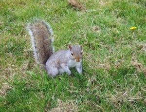 grey and white squirrel thumbnail