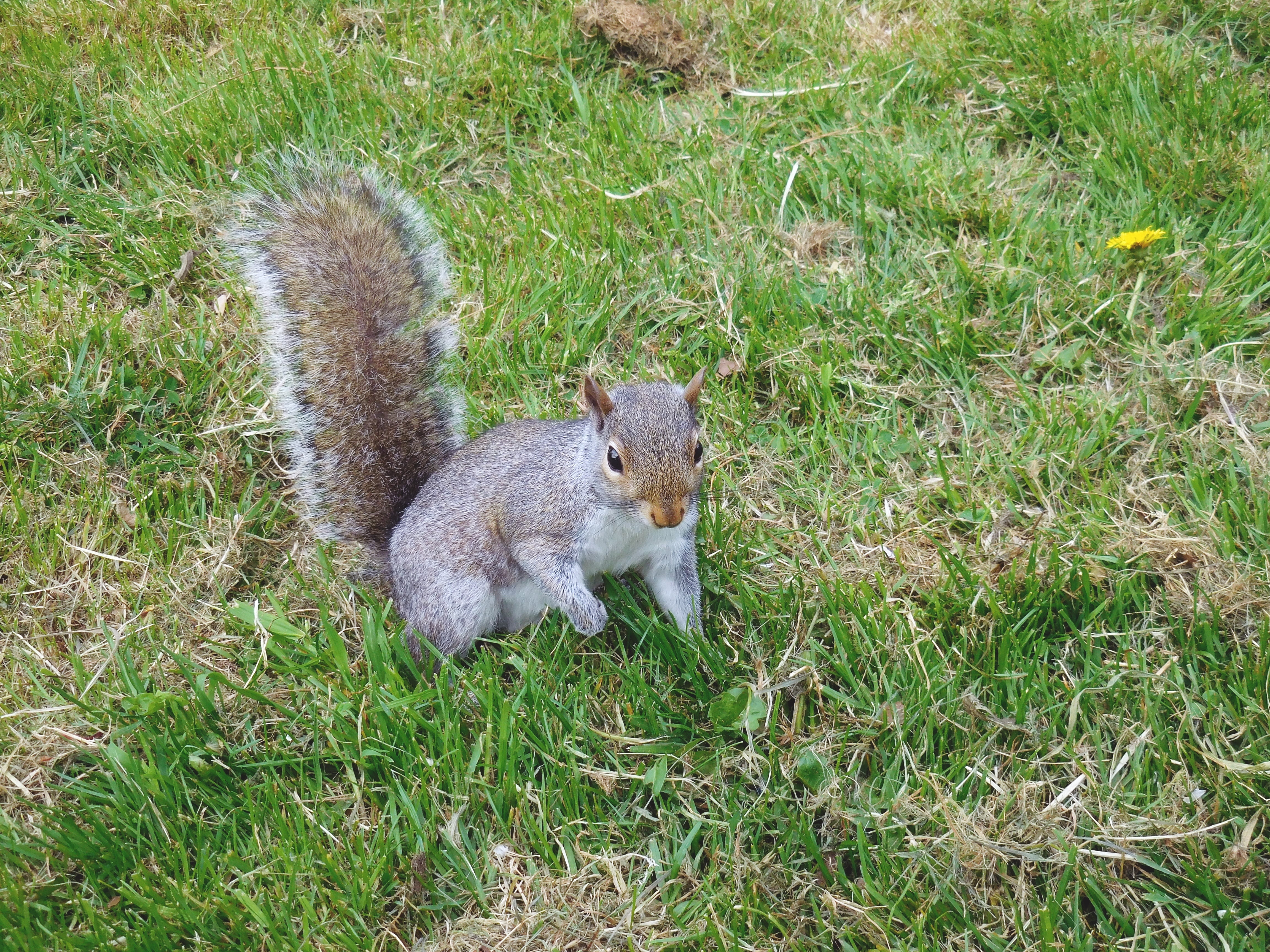 grey and white squirrel