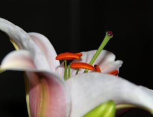 pink and white lily thumbnail