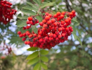 red fruits thumbnail