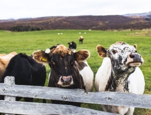 five cows on green grass field thumbnail