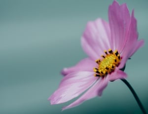 focus photography of purple petaled flower thumbnail
