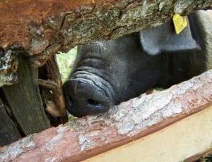 black wild boar thumbnail
