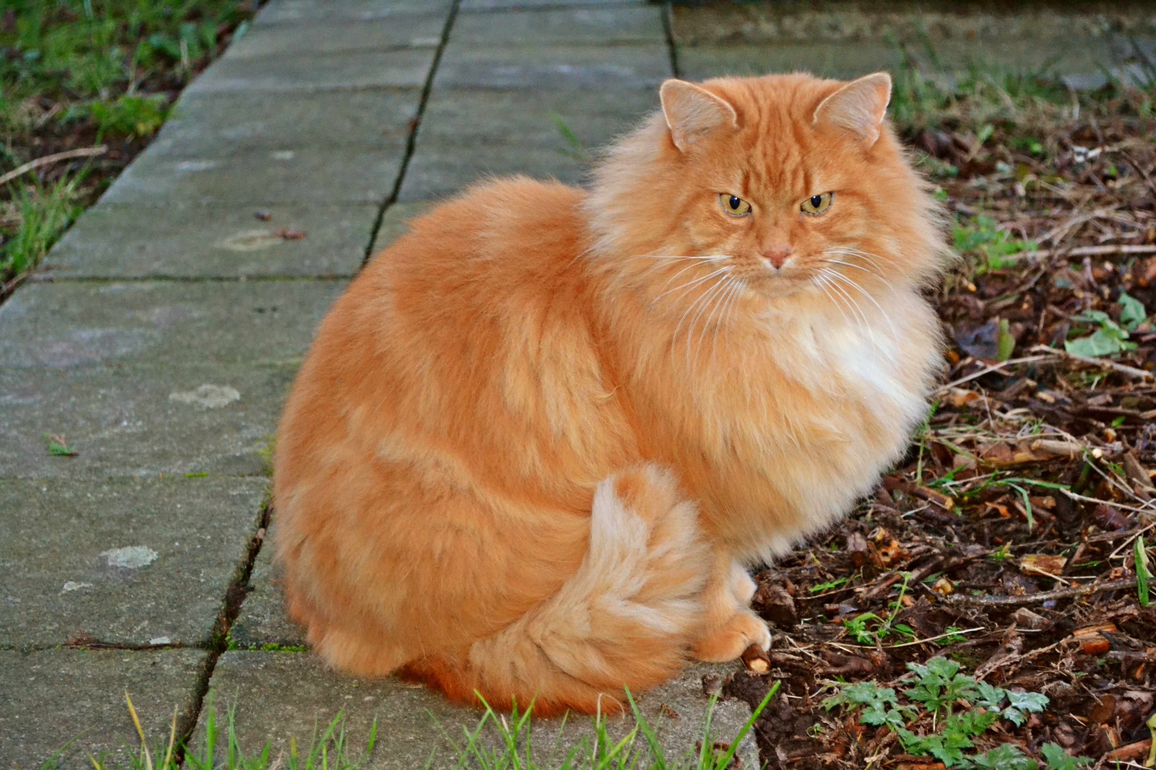 Типы рыжих кошек. Европейская длинношерстная кошка рыжая. Сибирская кошка рыжая длинношерстная. Британская длинношёрстная кошка рыжая. Рагамаффин рыжий.