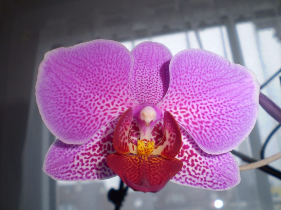 purple and red moth orchid preview