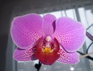 purple and red moth orchid thumbnail