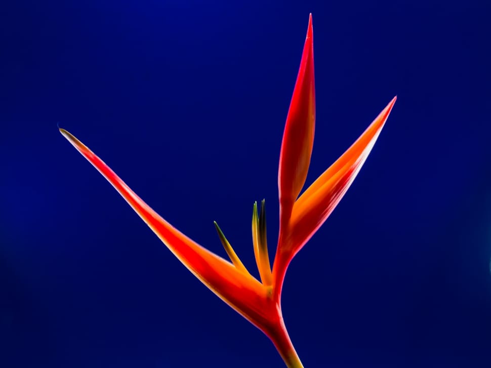 red heliconia spray preview