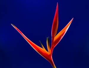red heliconia spray thumbnail