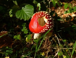 red and white fruit thumbnail