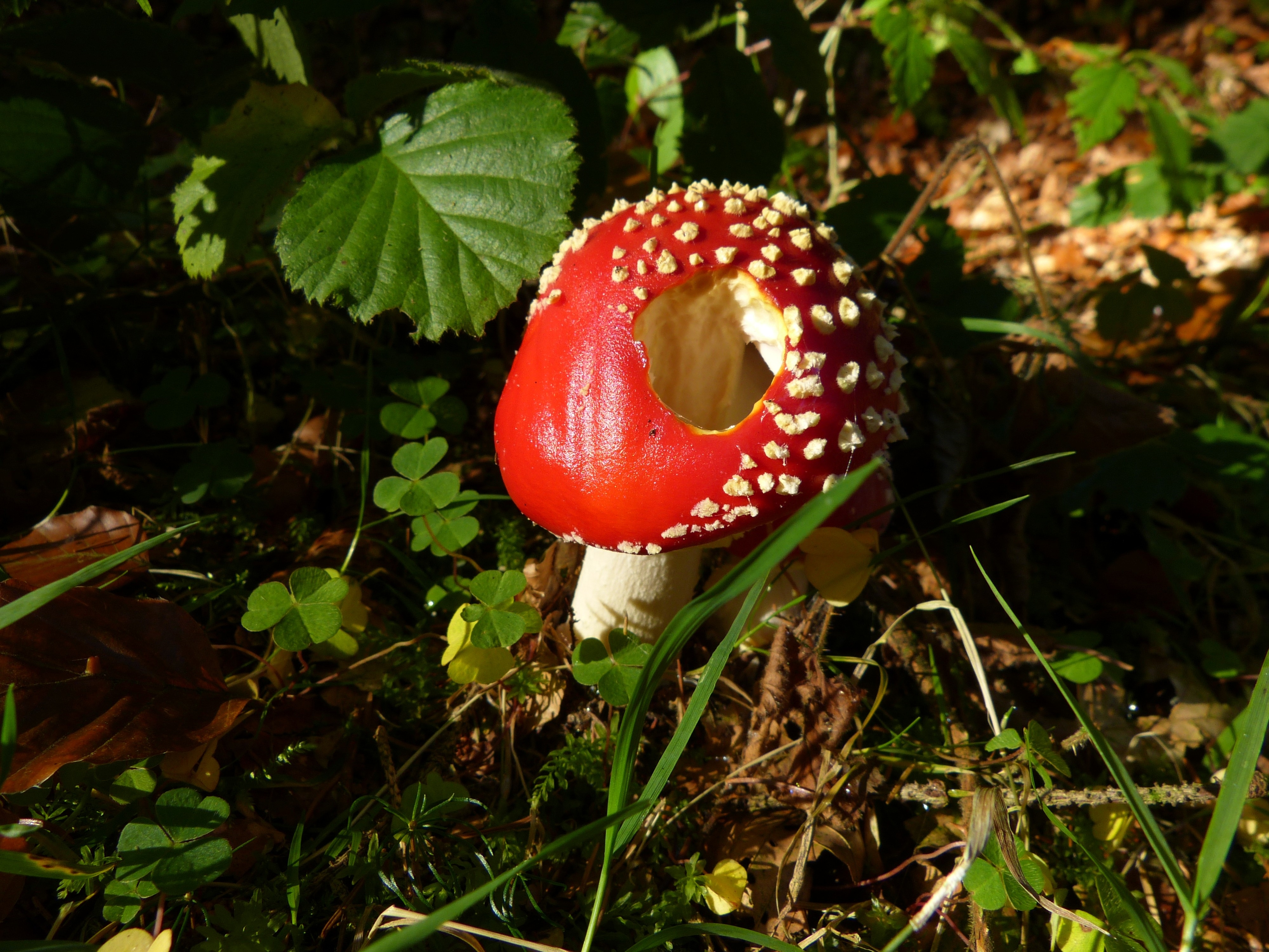 red and white fruit