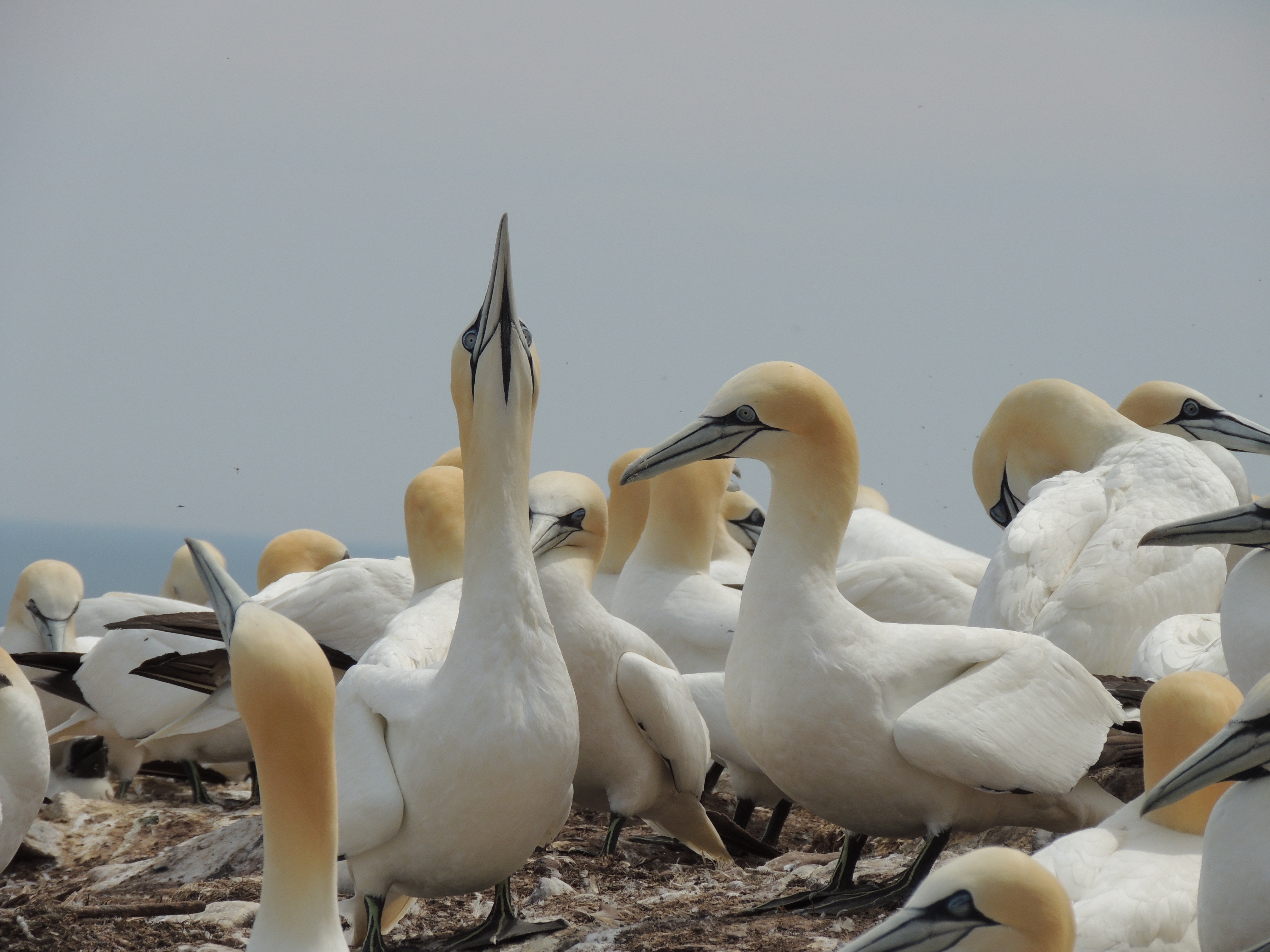 Северная птица. Северная олуша. Northern Gannet. Олуш птица Северная. Баклан и олуши.