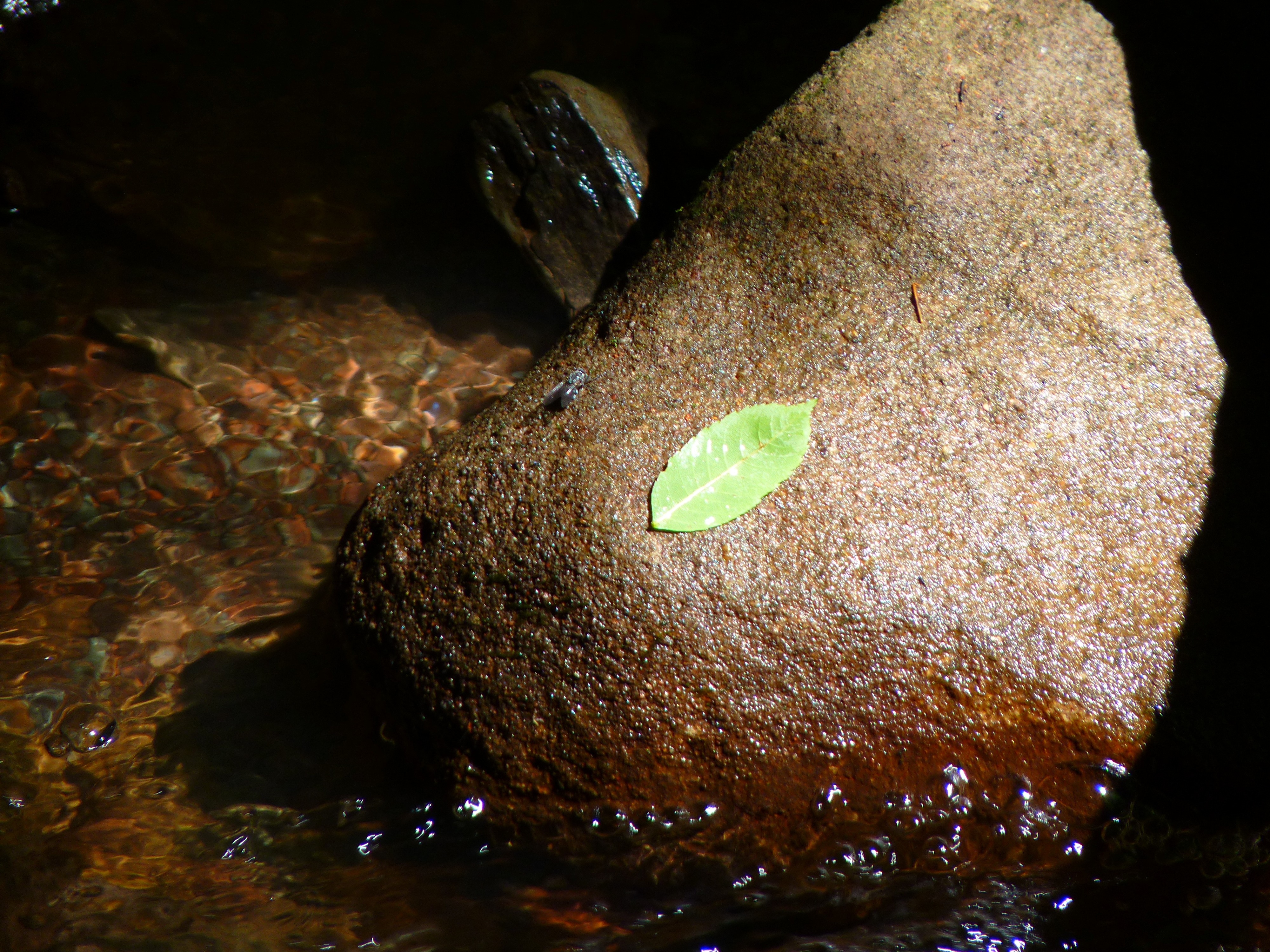 beige rock and green leaf