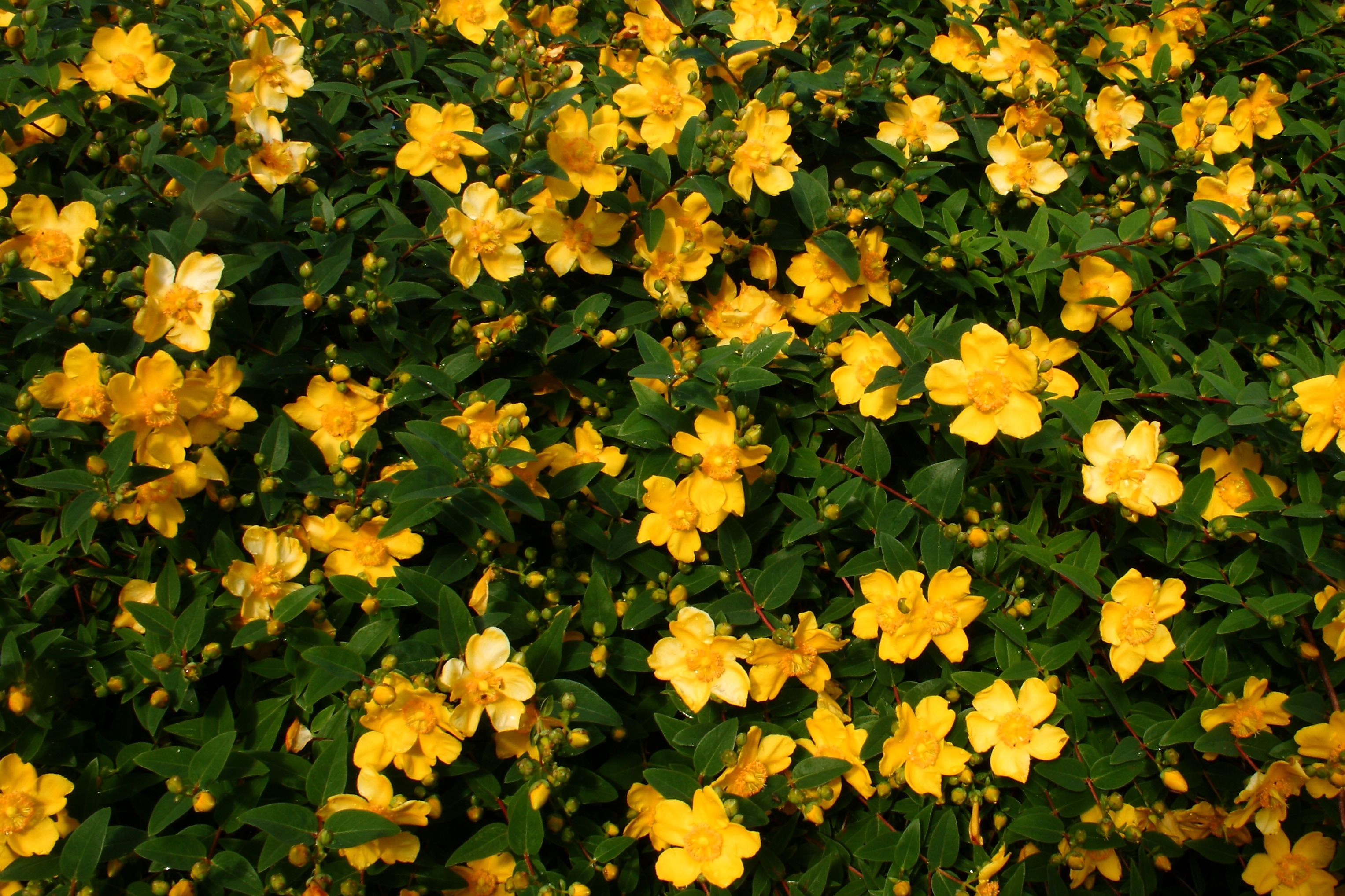 yellow five petaled flower