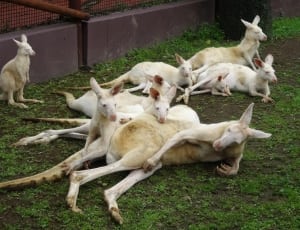 Kangaroo with joeys laying on grass field during daytime thumbnail