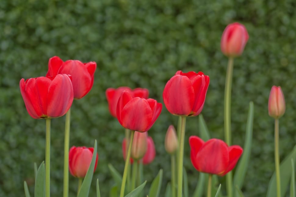 red tulip flower preview