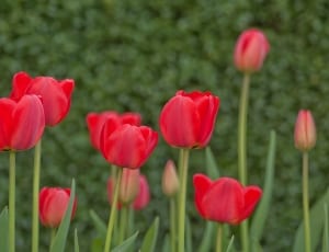 red tulip flower thumbnail