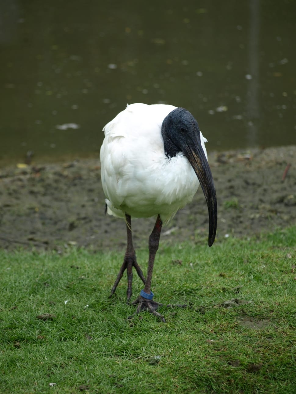 african sacred ibis preview