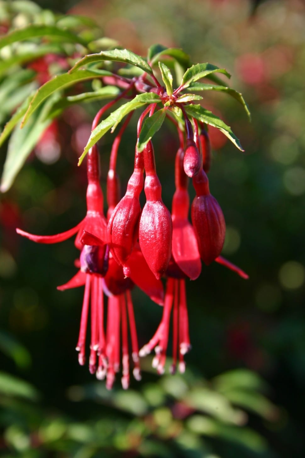 red fuchsia flower preview