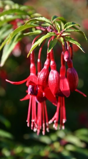 red fuchsia flower thumbnail