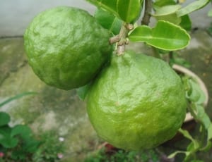 2 green guavas thumbnail
