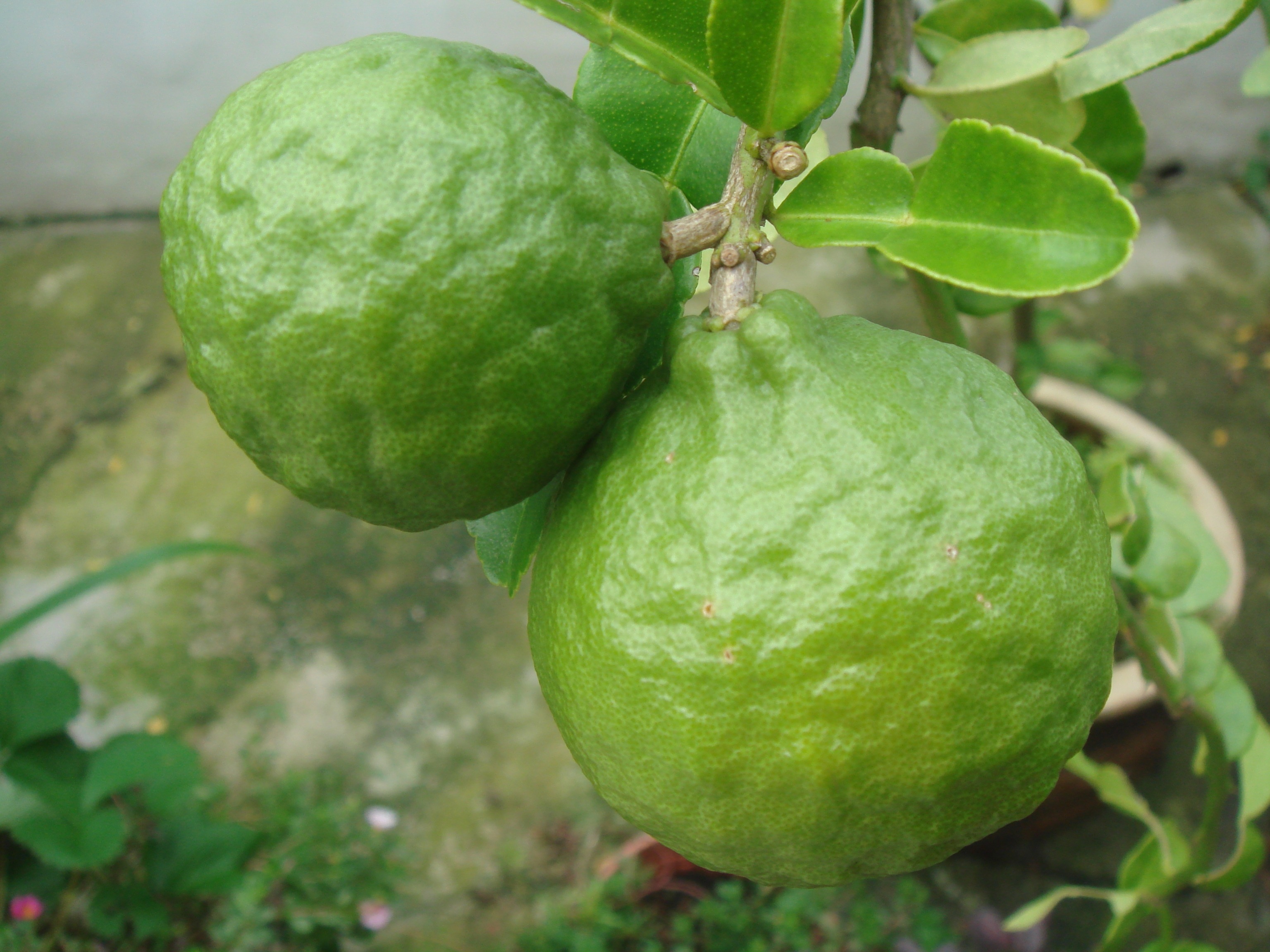 2 green guavas