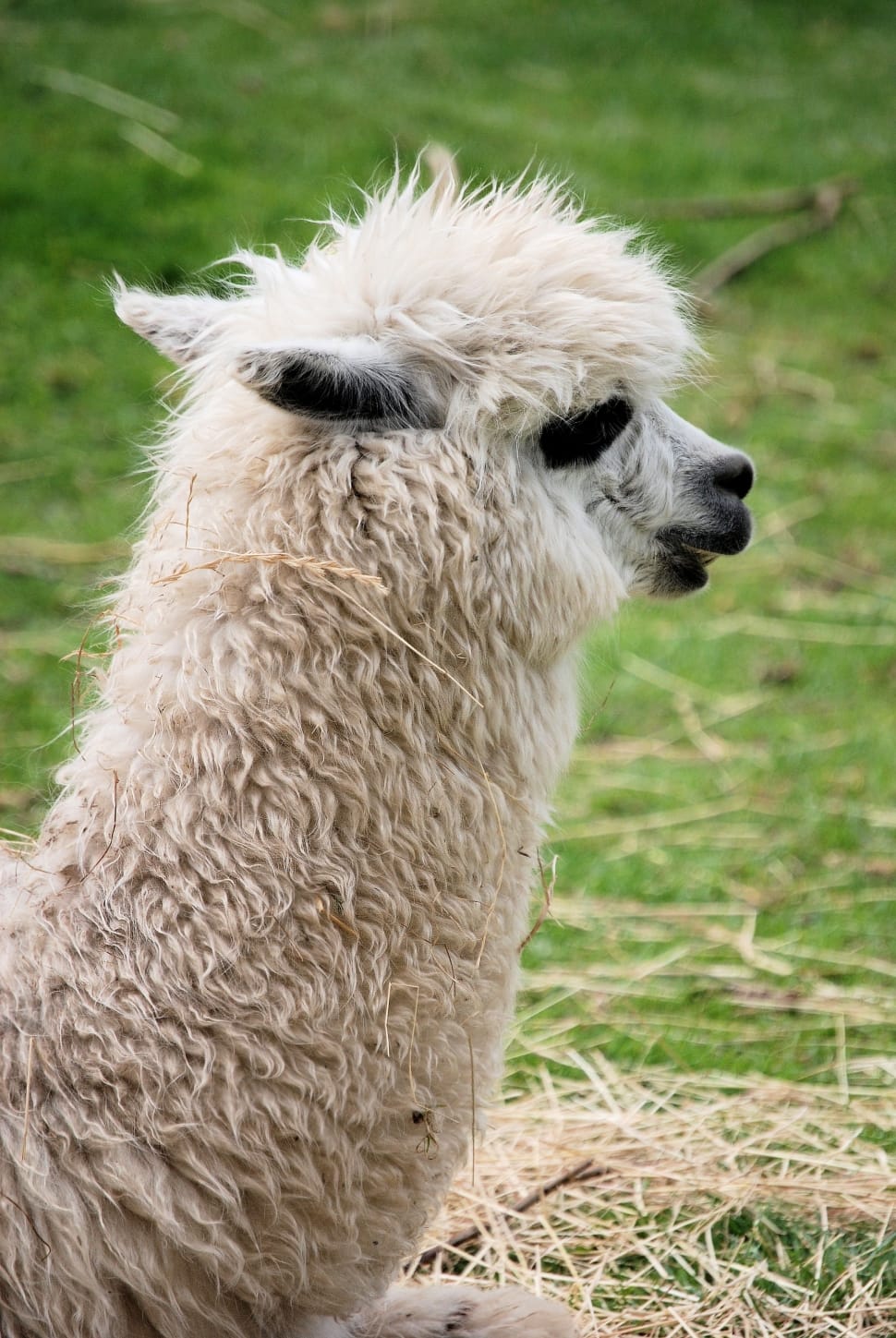 white llama preview