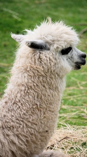 white llama thumbnail