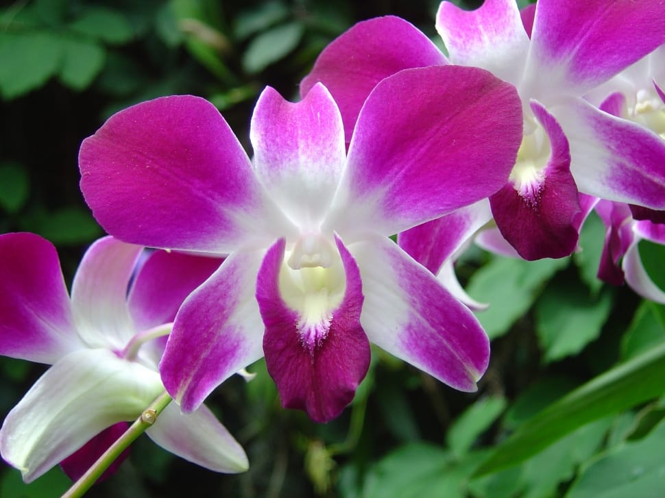 white and purple orchid flower preview