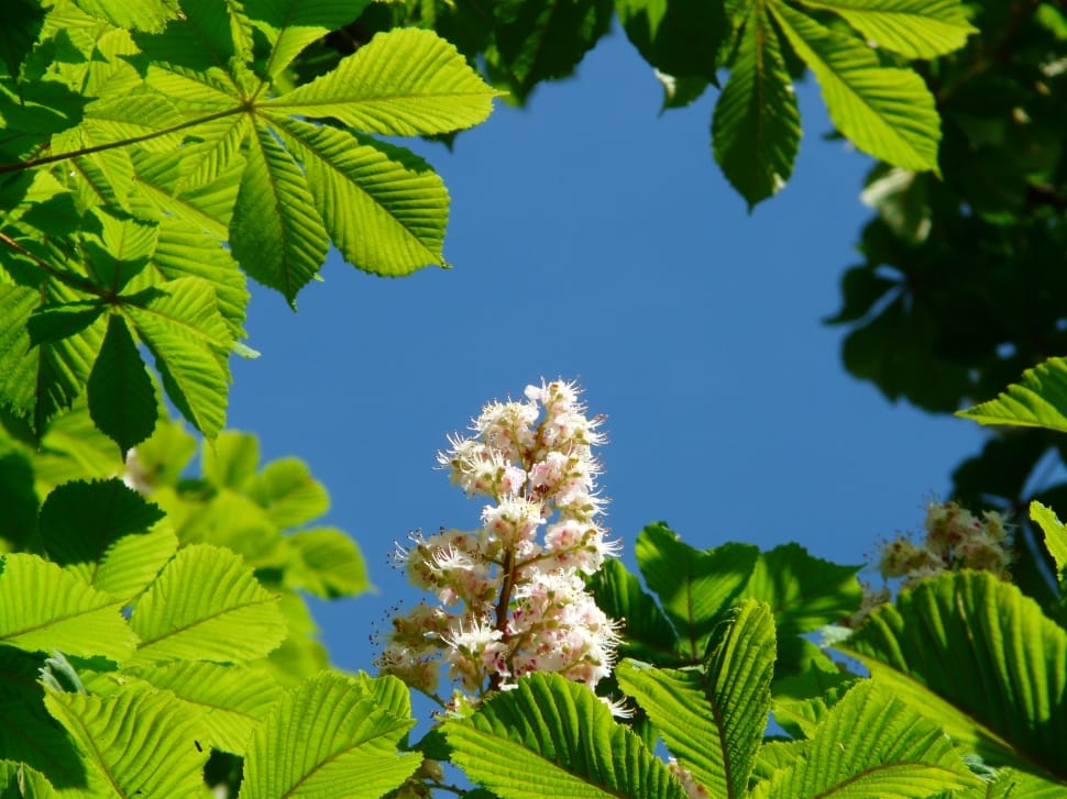 white flowewr preview