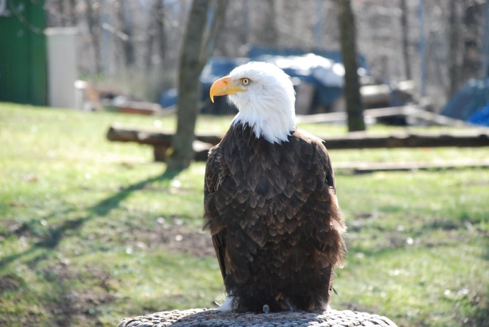 american bald eagle preview