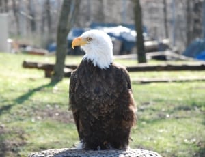 american bald eagle thumbnail