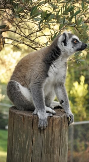 gray and black lemur thumbnail